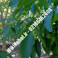 فروش نهال گردو روند | فروش گردو روند | فروش گردوی روند | نهالستان نمونه کرج 09120398416