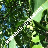 فروش نهال گردو دیرگل | فروش گردو دیرگل | فروش گردوی دیرگل | نهالستان نمونه کرج 09120398416 