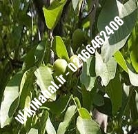 نهال گردو اصلاح شده | گردو اصلاح شده | گردوی اصلاح شده | نهالستان نمونه کرج ۰۹۱۲۰۳۹۸۴۱۶