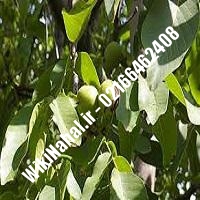 نهال گردو اصلاح شده | گردو اصلاح شده | گردوی اصلاح شده | نهالستان نمونه کرج 09120398416