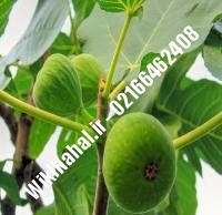 نهال انجیر کلسته | انجیر کلسته | نهالستان نمونه کرج ۶۶۴۶۲۴۰۸-۰۲۱