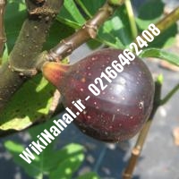 نهال انجیر زودبازده | انجیر زودبازده | نهالستان نمونه کرج 66462408-021