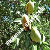 نهال بادام فرانسوی | بادام فرانسوی | نهالستان نمونه کرج 66462408-021 