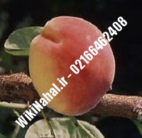 نهال هلو می کرست | هلو می کرست | نهالستان نمونه کرج ۶۶۴۶۲۴۰۸-۰۲۱