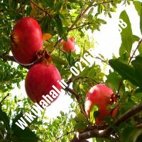 نهال انار کابل | انار کابل | نهالستان نمونه کرج 66462408-021