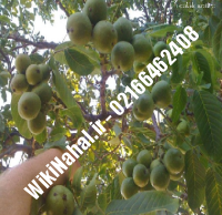 خرید نهال گردو دیرگل | خرید گردو دیرگل | خرید گردوی دیرگل | نهالستان نمونه کرج ۰۹۱۲۰۳۹۸۴۱۶