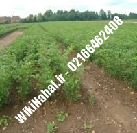 قیمت نهال گردو دیرگل | قیمت گردو دیرگل | قیمت گردوی دیرگل | نهالستان نمونه کرج ۰۹۱۲۰۳۹۸۴۱۶