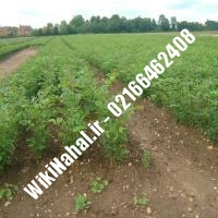 قیمت نهال گردو دیرگل | قیمت گردو دیرگل | قیمت گردوی دیرگل | نهالستان نمونه کرج 09120398416