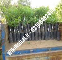 خرید نهال گردو چندلر |خرید گردو چندلر |خرید گردوی چندلر | نهالستان نمونه کرج ۰۹۱۲۰۳۹۸۴۱۶