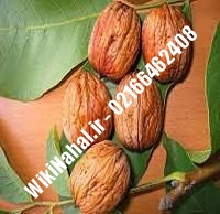 نهال گردو اشلی | گردو اشلی | گردوی اشلی | نهالستان نمونه کرج ۰۹۱۲۰۳۹۸۴۱۶