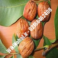 نهال گردو اشلی | گردو اشلی | گردوی اشلی | نهالستان نمونه کرج 09120398416