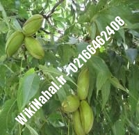 قیمت نهال گردو دماوند | قیمت گردو دماوند |قیمت گردوی دماوند | نهالستان نمونه کرج ۰۹۱۲۰۳۹۸۴۱۶