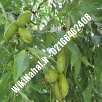 قیمت نهال گردو دماوند | قیمت گردو دماوند |قیمت گردوی دماوند | نهالستان نمونه کرج 09120398416