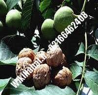 نهال گردو اسرائیلی خوشه ای | گردو اسرائیلی خوشه ای | گردوی اسرائیلی خوشه ای | نهالستان نمونه کرج ۰۹۱۲۰۳۹۸۴۱۶