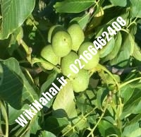 خرید نهال گردو دماوند | خرید گردو دماوند |خرید گردوی دماوند | نهالستان نمونه کرج ۰۹۱۲۰۳۹۸۴۱۶