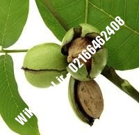 نهال گردو اسرائیلی پاکوتاه | گردو اسرائیلی پاکوتاه | گردوی اسرائیلی پاکوتاه | نهالستان نمونه کرج ۰۹۱۲۰۳۹۸۴۱۶