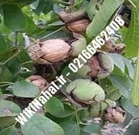 نهال گردو استن | گردو استن | گردوی استن | نهالستان نمونه کرج ۰۹۱۲۰۳۹۸۴۱۶