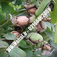 نهال گردو استن | گردو استن | گردوی استن | نهالستان نمونه کرج 09120398416