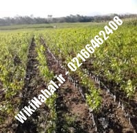 خرید نهال گردو چیکو | خرید گردو چیکو | خرید گردوی چیکو | نهالستان نمونه کرج ۰۹۱۲۰۳۹۸۴۱۶