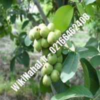 قیمت نهال گردو جیلت | قیمت گردو جیلت | قیمت گردوی جیلت | نهالستان نمونه کرج 09120398416