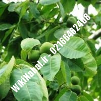 فروش نهال گردو ارمنستان | فروش گردو ارمنستان |فروش گردوی ارمنستان| نهالستان نمونه کرج 09120398416