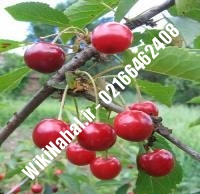 نهال آلبالو مجاری دیررس | آلبالو مجاری دیررس | نهالستان نمونه کرج ۶۶۴۶۲۴۰۸-۰۲۱