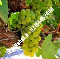 نهال انگور زودبازده شناسنامه دار | نهالستان نمونه کرج ۰۲۱۶۶۴۶۲۴۰۸