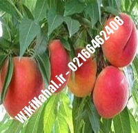 نهال هلو ژنوتیپ | هلو ژنوتیپ | نهالستان نمونه کرج ۶۶۴۶۲۴۰۸-۰۲۱