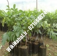 قیمت نهال گردو سوهانکی | قیمت گردو سوهانکی |قیمت گردوی سوهانکی | نهالستان نمونه کرج ۰۹۱۲۰۳۹۸۴۱۶