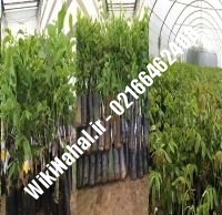 فروش نهال گردو کن |فروش گردو کن | فروش گردوی کن | نهالستان نمونه کرج ۰۹۱۲۰۳۹۸۴۱۶