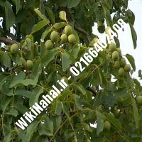 فروش نهال گردو جیلت | فروش گردو جیلت | فروش گردوی جیلت | نهالستان نمونه کرج 09120398416