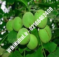 خرید نهال گردو جیلت | خرید گردو جیلت | خرید گردوی جیلت | نهالستان نمونه کرج ۰۹۱۲۰۳۹۸۴۱۶