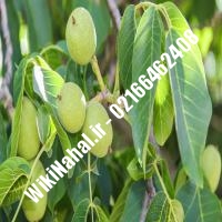 فروش نهال گردو جمال | فروش گردو جمال |فروش گردوی جمال | نهالستان نمونه کرج 09120398416