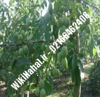 خرید نهال گردو تویسرکانی | خرید گردو تویسرکانی | خرید گردوی تویسرکانی | نهالستان نمونه کرج ۰۹۱۲۰۳۹۸۴۱۶