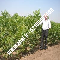 قیمت نهال گردو شبین ترکیه | قیمت گردو شبین ترکیه | قیمت گردوی شبین ترکیه| نهالستان نمونه کرج 09120398416