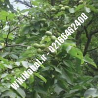 خرید نهال گردو استن | خرید گردو استن | خرید گردوی استن | نهالستان نمونه کرج 09120398416