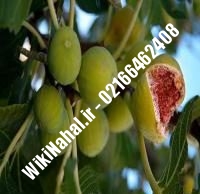 نهال انجیر کوداتا | انجیر کوداتا | نهالستان نمونه کرج ۶۶۴۶۲۴۰۸-۰۲۱
