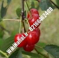 نهال آلبالو مجاری پیش رس | آلبالو مجاری پیش رس | نهالستان نمونه کرج ۶۶۴۶۲۴۰۸-۰۲۱