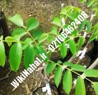 قیمت نهال گردو سولانو |قیمت گردو سولانو | قیمت گردوی سولانو | نهالستان نمونه کرج ۰۹۱۲۰۳۹۸۴۱۶