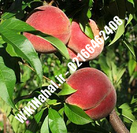 نهال هلو ولدآبادی | هلو ولدآبادی | نهالستان نمونه کرج ۶۶۴۶۲۴۰۸-۰۲۱