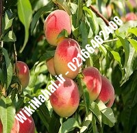 نهال هلو شناسنامه دار | هلو شناسنامه دار | نهالستان نمونه کرج ۶۶۴۶۲۴۰۸-۰۲۱