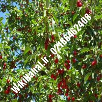 نهال گیلاس شیشه ای | گیلاس شیشه ای | نهالستان نمونه کرج 66462408-021
