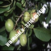 فروش نهال گردو پدرو |فروش گردو پدرو | فروش گردوی پدرو | نهالستان نمونه کرج 09120398416