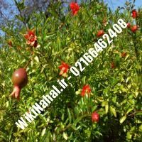 نهال انار ملس ترش ساوه | انار ملس ترش ساوه | نهالستان نمونه کرج 66462408-021