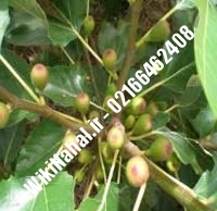 نهال انجیر متی | انجیر متی | نهالستان نمونه کرج ۶۶۴۶۲۴۰۸-۰۲۱