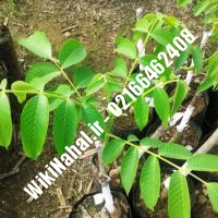 قیمت نهال گردو سولانو |قیمت گردو سولانو | قیمت گردوی سولانو | نهالستان نمونه کرج 09120398416