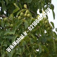 فروش نهال گردو پکان | فروش گردو پکان |فروش گردوی پکان | نهالستان نمونه کرج 09120398416