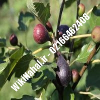 نهال انجیر رونر | انجیر رونر | نهالستان نمونه کرج 66462408-021