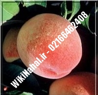 نهال هلو زعفرانی | هلو زعفرانی | نهالستان نمونه کرج ۶۶۴۶۲۴۰۸-۰۲۱