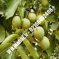 نهال گردو ژنوتیپ | گردو ژنوتیپ | گردوی ژنوتیپ | نهالستان نمونه کرج 09120398416